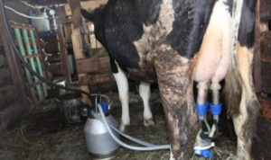 Фото: процесс доения коровы 
