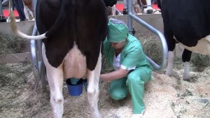 Фото: Чистка вымени коровы перед машинной дойкой