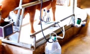 Фото: Доение коров доильным аппаратом