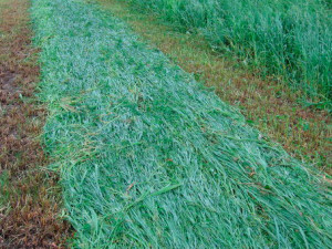Фото: Скошенная трава косилкой