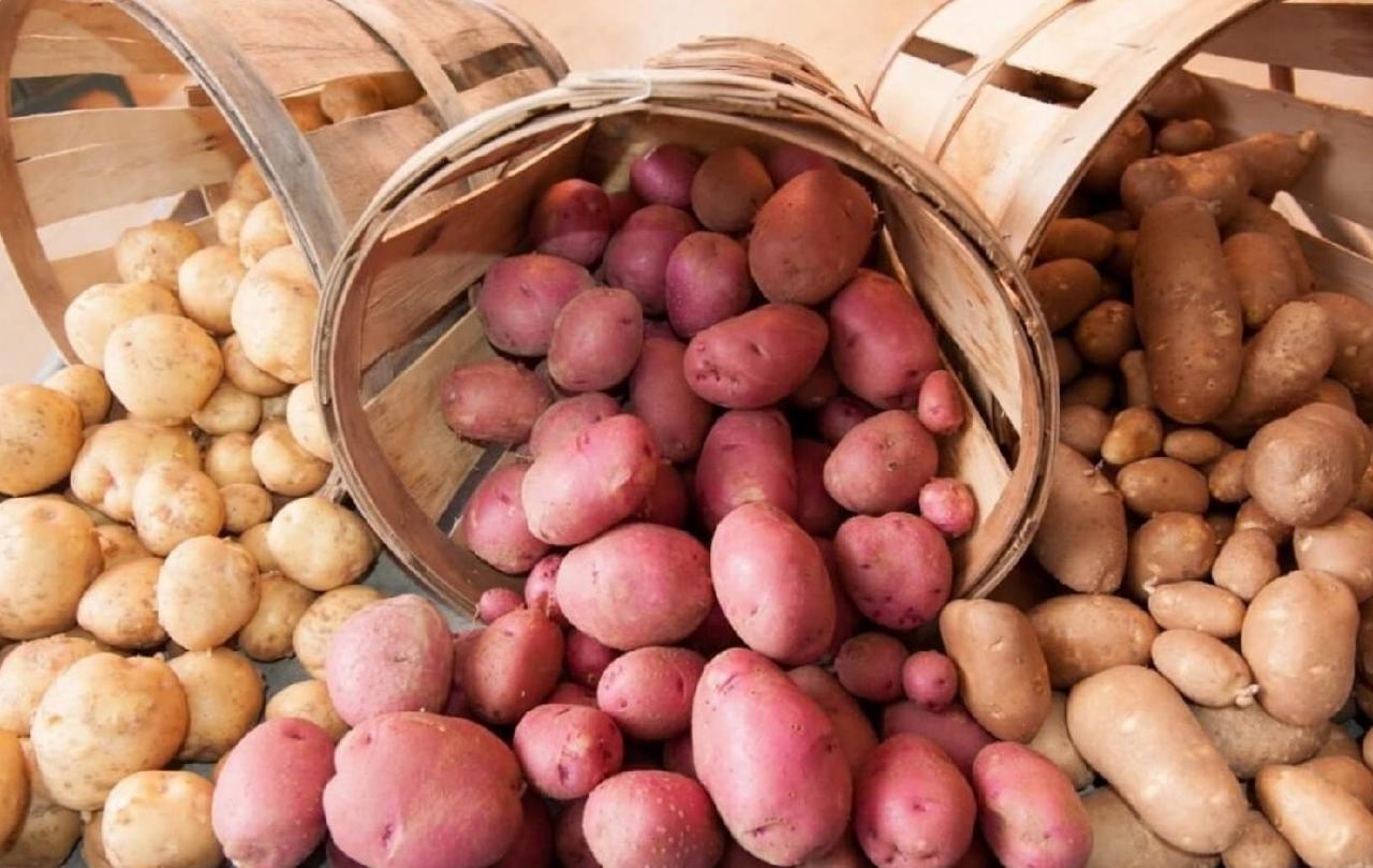 Как правильно выращивать картошку?