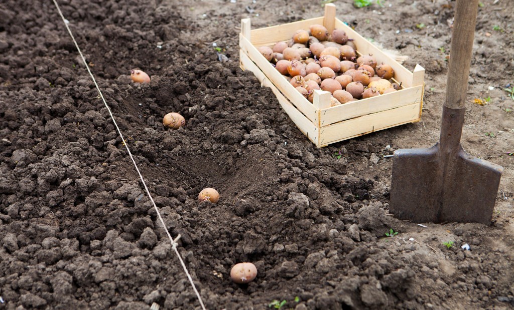 Как правильно выращивать картошку?