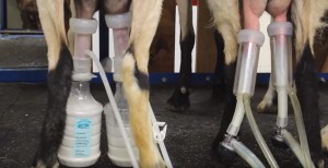 Фото: Процесс машинной дойки коз