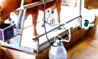 Фото: Доение коров доильным аппаратом